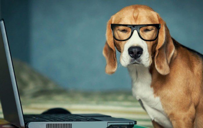 Test analsyt job doggy style